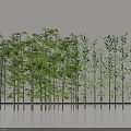 Various Bamboo Species With Lush Green Leaves In Indoor Display Arrangement