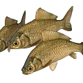 Two Golden Scaled Aquatic Fish With Streamlined Bodies Fins And Shiny Features