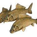 Modern Crucian 3d model