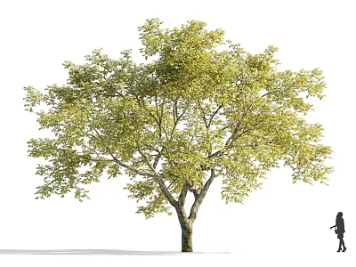 Tall Arbor Standing With Lush Green Foliage And Thick Trunk Near Person 3d model