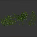 Green Vine Plant with Lush Green Leaves and Hanging Trailing Branches on White Background