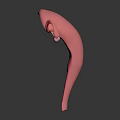 3D Model of Female Reproductive Organs Uterus Fallopian Tubes and Ovaries