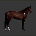 3D Horse Model With Standing Pose Detailed Brown Coat And Dark Background 3d model