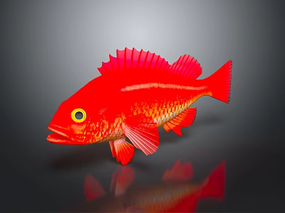 Red Fish With Red Fins Yellow Eyes Orange Spots On Gray Background With Reflection 3d model