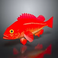 Red Fish With Red Fins Yellow Eyes Orange Spots On Gray Background With Reflection