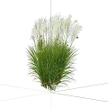 Elegant Ornamental Grass With Slender Green Blades And White Feathery Flowers