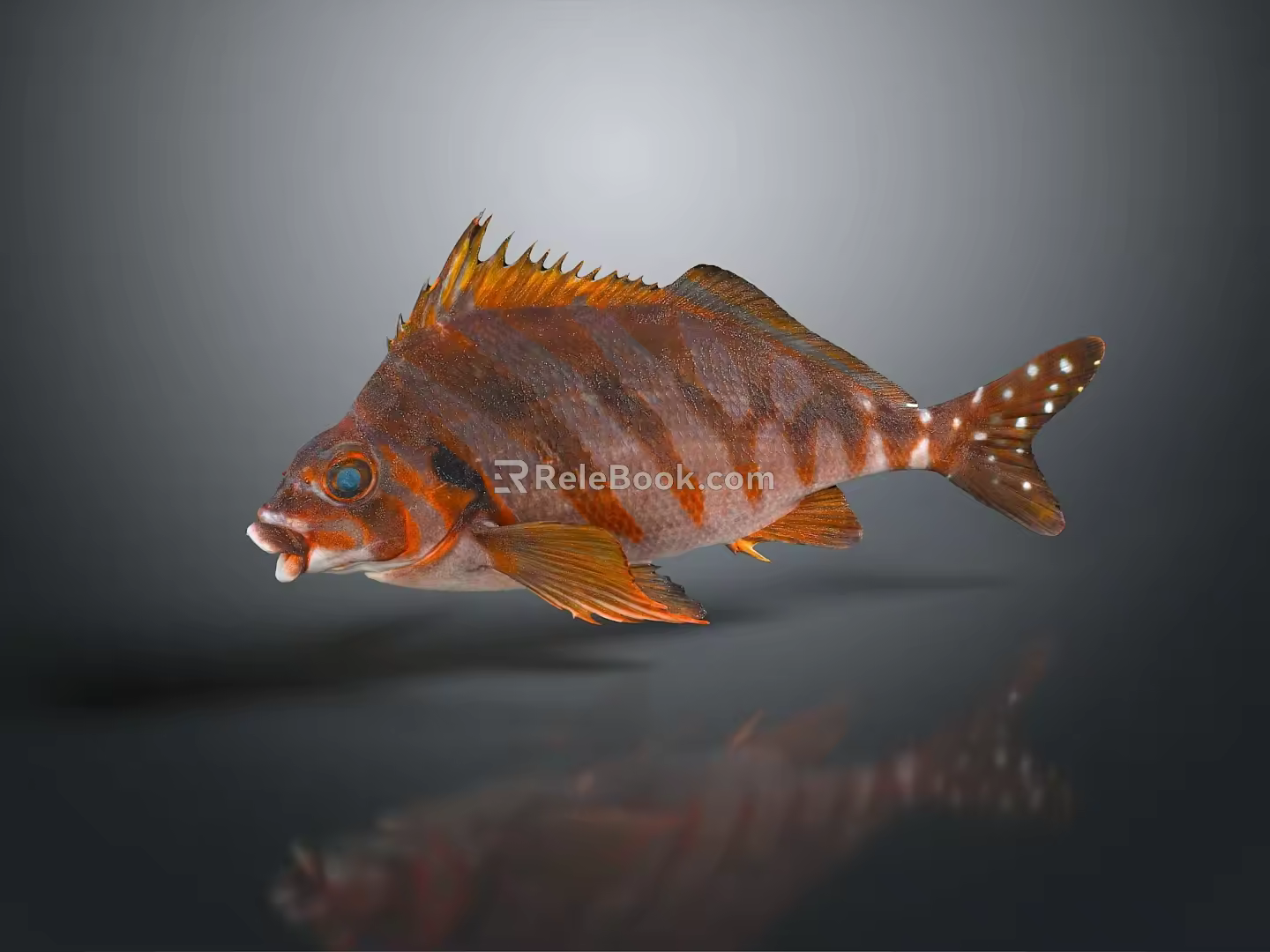 Tropical Fish Colorful Fish Ornamental Fish Aquarium Coral Fish Underwater Fish Color Fish Cartoon Fish Freshwater Fish 3d model