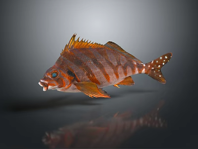 Vibrant Striped Fish with Spiny Dorsal Fin Blue Eyes White Spotted Tail on Dark Background 3d model