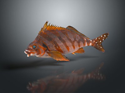 Tropical Fish Colorful Fish Ornamental Fish Aquarium Coral Fish Underwater Fish Color Fish Cartoon Fish Freshwater Fish 3d model