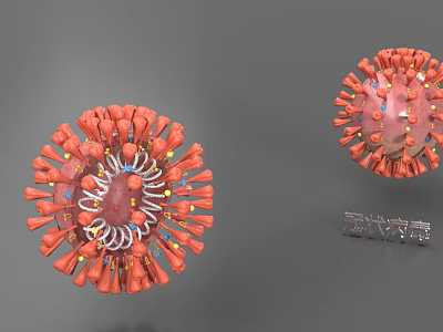 coronavirus cell virus cell 3d model