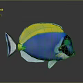 Vibrant Blue Tropical Fish With Yellow Dorsal Fin White Underbelly Black Head And Red Eyes