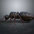 Black Ant With Red Legs Standing On Smooth Black Surface Showing Reflection 3d model