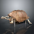 Reptile Turtle Skeleton Showing Detailed Anatomical Bone Structure in Scientific Exhibit