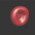 Human Ear Organ Anatomical Model With Red Textured Surface And Detailed Structure