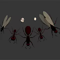 Group of Ants With Different Sizes and White Eggs On Dark Background