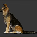 Realistic German Shepherd Dog Sitting On Black Background With Surface Reflection