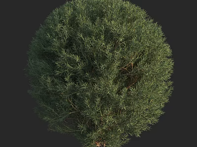 Lush Green Arbor With Round Canopy And Dense Foliage In Garden 3d model