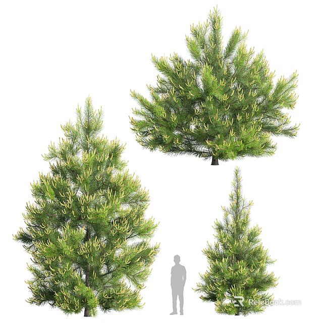 Different Types of Arbor Trees With Green Foliage and Various Shapes 3d model 