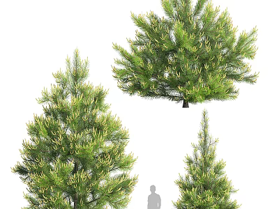 Different Types of Arbor Trees With Green Foliage and Various Shapes 3d model