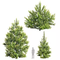 Different Types of Arbor Trees With Green Foliage and Various Shapes