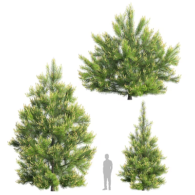 Different Types of Arbor Trees With Green Foliage and Various Shapes 3d model