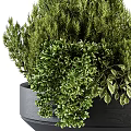 Indoor Decorative Bonsai Potted Plants With Lush Green Foliage And Gray Pot