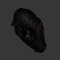 Detailed Animal Skull Showing Teeth And Bone Structure On Dark Background 3d model