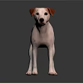 White Dog With Brown Ears Standing On Dark Floor With Reflection