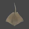 Stingray Swimming In Dark Underwater Environment With Flat Body And Long Tail