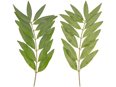 Two Fresh Olive Branches With Green Leaves And Stems 3d model