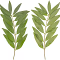 Two Fresh Olive Branches With Green Leaves And Stems