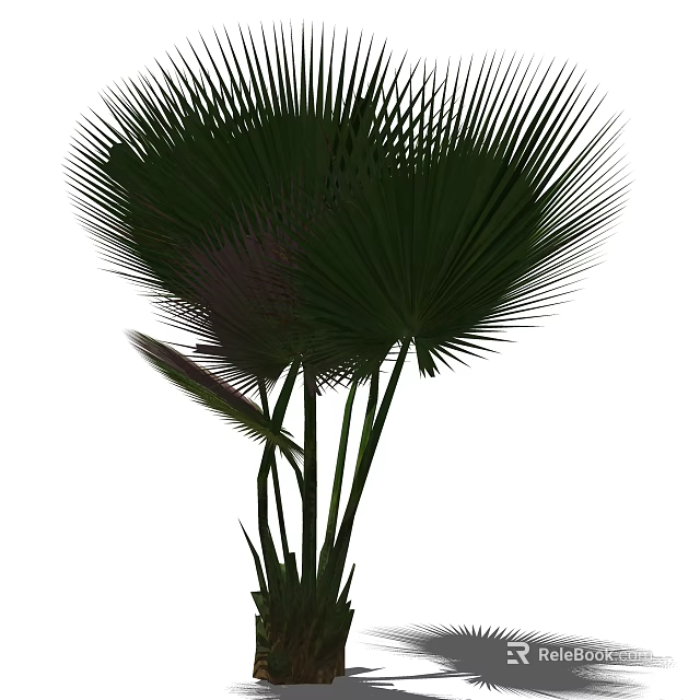 Palm Trees With Large Fan Shaped Fronds And Tall Green Trunks 3d model 