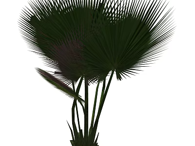 Palm Trees With Large Fan Shaped Fronds And Tall Green Trunks 3d model