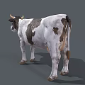 Realistic Black and White Cow With Horns Standing On Gray Background 3d model