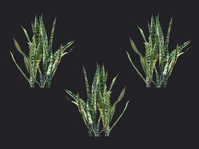 Three Potted Green Plants With Long Striped Leaves On Dark Background 3d model