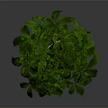 Indoor Potted Plant With Twisted Trunk And Lush Green Leaves In White Planter