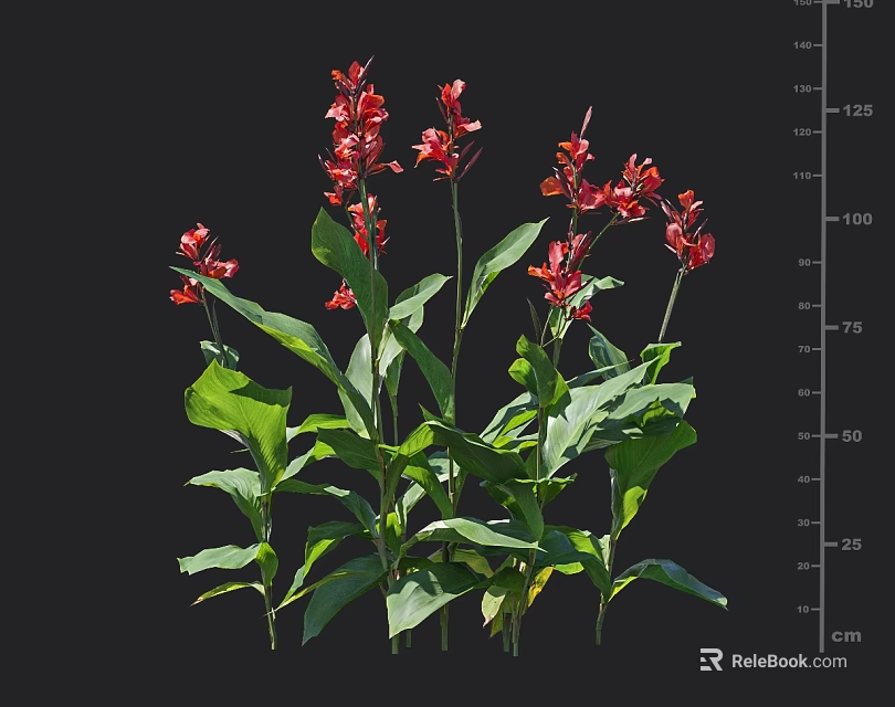 Tall Red Flower Plant With Vibrant Blooms And Green Leaves Measuring Up To 125cm 3d model 