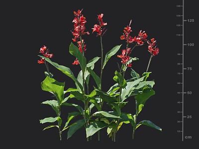 Tall Red Flower Plant With Vibrant Blooms And Green Leaves Measuring Up To 125cm 3d model