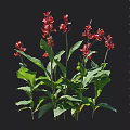 Tall Red Flower Plant With Vibrant Blooms And Green Leaves Measuring Up To 125cm