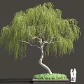 Weeping Willow Tree with Curved Trunk Hanging Green Leaves in Square Flower Bed and People