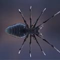 Blue Haired Fantasy Character Riding Spider Like Creature With White Face Paint Spiked Legs