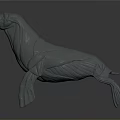 Detailed 3D Walrus Anatomical Model For Medical Education With Muscle Structure