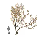 Tall Arbor With Lush Branches And Human Silhouette For Size Reference 3d model