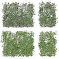 Lush Green Vines With Purple And Yellow Flowers For Garden Decoration