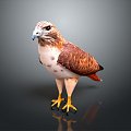 Eagle Large Eagle Owl Raptor Falcon Bird Bird Bird Animal Game Animal 3d model