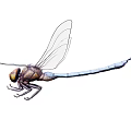 Detailed Blue Body Dragonfly with Transparent Wings Brown Head and Compound Eyes