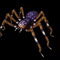 Colorful Spider With Purple Body Brown White Striped Legs Distinct Eyes And Detailed Patterns