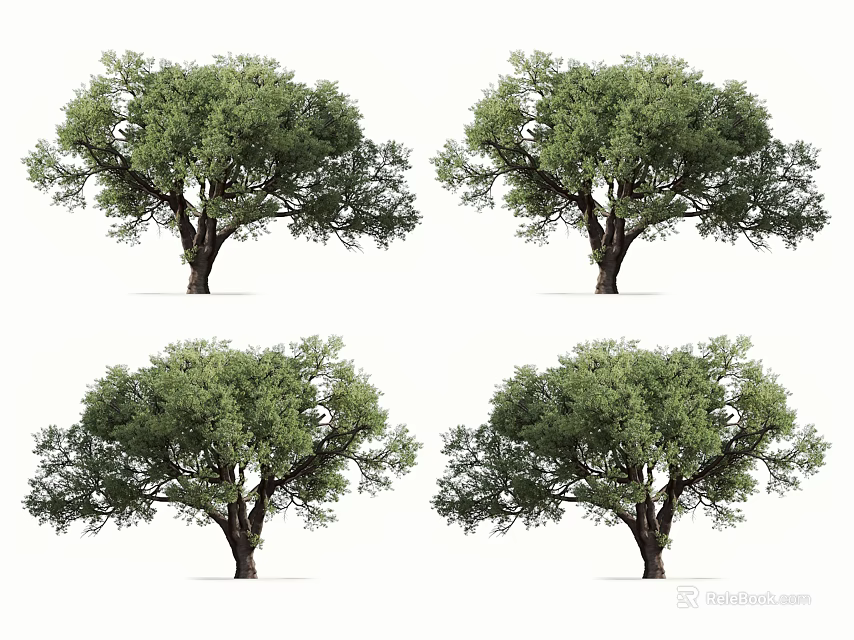 Four Lush Arbor Trees With Green Canopy And Brown Trunk On White Background 3d model 