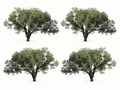 Four Lush Arbor Trees With Green Canopy And Brown Trunk On White Background 3d model