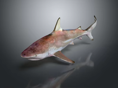 Realistic Shark Model With Pinkish Brown Body Sharp Fins And Reflection 3d model